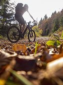 Mountain biker climbing track in the woods towards Ringelbuhlkopf, Alsace, France