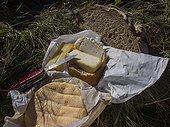 French cheese with knife on grass, Munster, Vosges, France