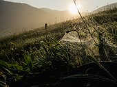 Scenic view of mountain with spider web on grass in the foreground, Black Forest, Yach, Elzach, Baden-Württemberg, Germany