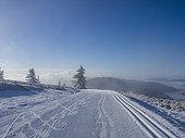 Cross country skiing track on winter landscape, Black Forest, Mount Feldberg, Germany