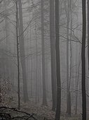 Silhouette of trees during fog in Black Forest, Baden-Wurttemberg, Germany