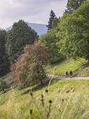 Two men riding racing bicycle on cycling tour in the Black Forest, Germany