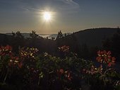 Scenic view of red flowers and mountain during sunrise, Black Forest, Germany