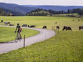 Cyclist passing by cows grazing on field in the Middle Black Forest, Germany