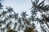 Palm trees and sky, Indian ocean, Sri Lanka