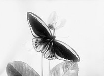 Roger-Viollet | 166008 | Papillon de l'Océanie. (Ornithoptére urvilleana) mâle. | © Jacques Boyer / Roger-Viollet