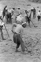 Roger-Viollet | 173938 | Farm worker. El Meridj (Algeria), 1958. Photograph by Jean Marquis (1926-2019). | © Jean Marquis / Roger-Viollet