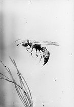 Roger-Viollet | 174254 | Mouche de l'asperge. (Platyparea paeciloptera). Femelle en vol. | © Jacques Boyer / Roger-Viollet