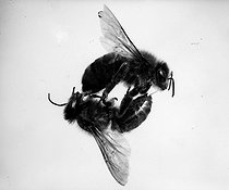 Roger-Viollet | 213016 | Combat d'abeilles. | © Jacques Boyer / Roger-Viollet