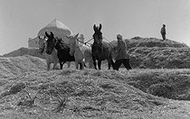 Roger-Viollet | 222025 | Wheat Harvest. M'Zaourat, Mascara Area, during the Algerian War of Independence, Summer 1961. | © Jean-Pierre Laffont / Roger-Viollet