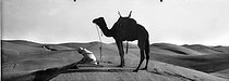 Roger-Viollet | 230279 | Prayer in the desert. South Algeria. | © Léon & Lévy / Roger-Viollet