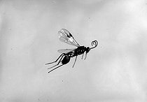 Roger-Viollet | 254751 | Microgaster, chenille pieride du chou, femelle. Insecte parasitant d'autres insectes. | © Jacques Boyer / Roger-Viollet