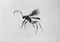 Roger-Viollet | 258855 | Insectes destructeurs de chrysalides. Pteromalus puparum (mâle). | © Jacques Boyer / Roger-Viollet