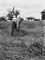 Roger-Viollet | 278091 | Farmer harvesting wheat with a sickle. France, circa 1935. | © Roger-Viollet / Roger-Viollet