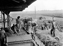 Roger-Viollet | 301999 | Guerre 1939-1945. Demange, préfet de Seine-et-Marne, aidant au battage du blé dans une ferme. Juillet 1943. | © LAPI / Roger-Viollet