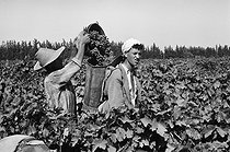 Roger-Viollet | 313862 | Grape harvest in the Mitidja plain (Algeria), 1958. Photograph by Jean Marquis (1926-2019). | © Jean Marquis / Roger-Viollet