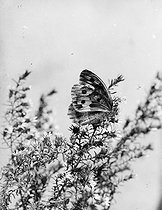 Roger-Viollet | 395060 | Papillon. Satyre briseis, satyrus briseis. | © Jacques Boyer / Roger-Viollet