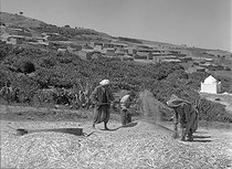 Roger-Viollet | 417779 | Wheat Harvest. M'Zaourat, Mascara Area, during the Algerian War of Independence, Summer 1961. | © Jean-Pierre Laffont / Roger-Viollet