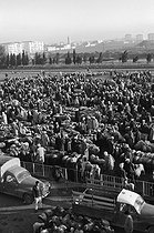 Roger-Viollet | 423304 | Sheep market. Oran (Algeria), 1967. Photograph by Jean Marquis (1926-2019). | © Jean Marquis / Roger-Viollet