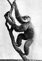 Roger-Viollet | 451717 | Gibbon à poil argenté, singe. | © Jacques Boyer / Roger-Viollet