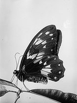 Roger-Viollet | 470365 | Papillon de l'Océanie. Victoria Regis femelle. | © Jacques Boyer / Roger-Viollet