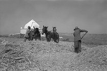 Roger-Viollet | 515029 | Wheat Harvest. M'Zaourat, Mascara Area, during the Algerian War of Independence, Summer 1961. | © Jean-Pierre Laffont / Roger-Viollet