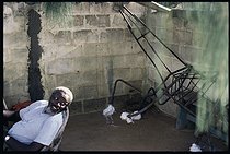 Roger-Viollet | 516502 | Ousmane Sow (1935-2016), sculpteur sénégalais dans son atelier de Grand Médine, près de Dakar, et la structure d'un cheval, début de sa création sur la  bataille de Little Bighorn , 1995. | © Béatrice Soulé / Roger-Viollet