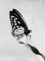 Roger-Viollet | 520256 | Papillon urvilbeana mâle. | © Jacques Boyer / Roger-Viollet
