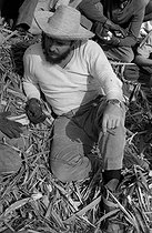Roger-Viollet | 527775 | Fidel Castro (1926-2016), Cuban revolutionary and statesman, cutting the sugar cane and talking with some farmers. Cuba, 1970. | © Gilberto Ante / Roger-Viollet