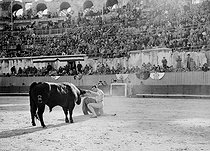 Roger-Viollet | 539836 | Bullfight. The  Desplante . Arles (Bouches-du-Rhône). | © Roger-Viollet / Roger-Viollet