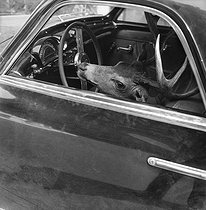 Roger-Viollet | 632253 | Return from hunting. Stag head in a Simca car. France, 1953. | © Pierre Jahan / Roger-Viollet