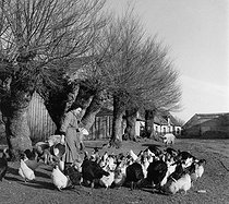 Roger-Viollet | 635484 | Farmer and her farmyard animals, 1956. Photograph by Janine Niepce (1921-2007). | © Janine Niepce / Roger-Viollet