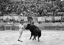 Roger-Viollet | 643628 | Bullfight. Pass of the high bust. Arles (Bouches-du-Rhône). | © CAP / Roger-Viollet
