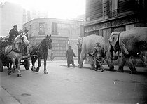 Roger-Viollet | 651666 | Cortège d'éléphants dans les rues de Paris. Mars 1941. | © LAPI / Roger-Viollet