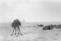 Roger-Viollet | 683156 | Dromedaries in the desert, near Touggourt (Algeria), December 1953. Photograph by Jean Marquis (1926-2019). | © Jean Marquis / Roger-Viollet