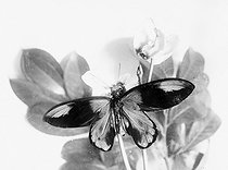 Roger-Viollet | 690001 | Papillon de l'Océanie. Victoria Régis (mâle) sur une fleur. | © Jacques Boyer / Roger-Viollet