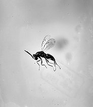 Roger-Viollet | 698170 | Pteromalus mâle en vol, insecte parasitant d'autres insectes. | © Jacques Boyer / Roger-Viollet