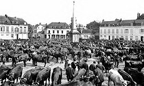 Roger-Viollet | 726132 | Arras (Pas-de-Calais). The cow market, place Victor-Hugo, about 1900. | © CAP / Roger-Viollet
