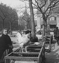 Roger-Viollet | 754423 | Bird market: farmyard animals. Paris, circa 1900. Stereoscopic view. | © Léon & Lévy / Roger-Viollet