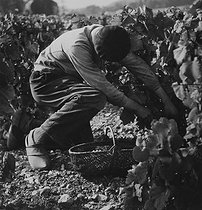 Roger-Viollet | 775965 | Young man in clogs and Basque beret looking for grapes under the leaves, circa 1950. Photograph by Janine Niepce (1921-2007). | © Janine Niepce / Roger-Viollet