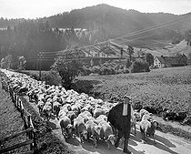 Roger-Viollet | 805466 | Transhumance of the sheeps in the Hautes-Alpes. 1910. | © Albert Harlingue / Roger-Viollet