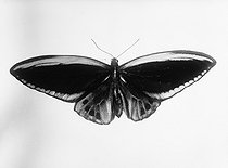 Roger-Viollet | 810645 | Papillon de l'Océanie. Urvilleana mâle. | © Jacques Boyer / Roger-Viollet