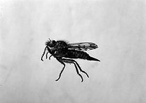 Roger-Viollet | 828833 | Insecte : Asile (Asilus germanicus). | © Jacques Boyer / Roger-Viollet
