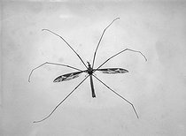 Roger-Viollet | 835065 | Insecte, tipule en vol. | © Jacques Boyer / Roger-Viollet