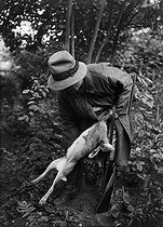 Roger-Viollet | 864258 | Chasse au lièvre au bois, vidage de la vessie avant la mise au carnier, 1935. | © Jacques Boyer / Roger-Viollet