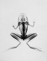 Roger-Viollet | 873564 | Radiographie d'une grenouille. | © Jacques Boyer / Roger-Viollet