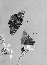 Roger-Viollet | 884190 | Papillon. Vanesse urticae (de l'ortie). | © Jacques Boyer / Roger-Viollet