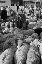 Roger-Viollet | 943833 | Sheep market. Oran (Algeria), 1967. Photograph by Jean Marquis (1926-2019). | © Jean Marquis / Roger-Viollet