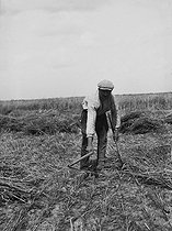 Roger-Viollet | 965090 | Farmer harvesting the wheat with a sickle. France, about 1935. | © Roger-Viollet / Roger-Viollet