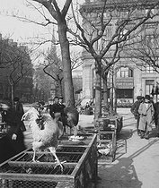 Roger-Viollet | 979717 | Bird market: farmyard animals. Paris, circa 1900. Stereoscopic view. | © Léon & Lévy / Roger-Viollet